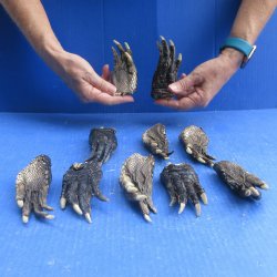 Ten piece Alligator Feet 4" to 5"