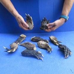 Ten piece Alligator Feet 4" to 5"