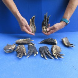 Ten piece Alligator Feet 4" to 5"