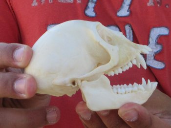 4" Juvenile African Vervet Monkey Skull - $95 (CITES P-000044854)