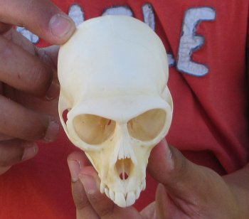 4" Juvenile African Vervet Monkey Skull - $95 (CITES P-000044854)