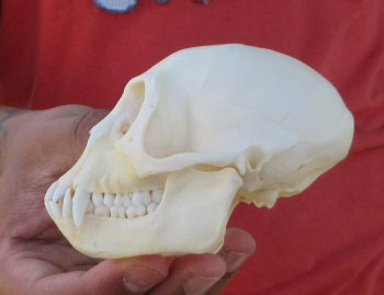 4" Juvenile African Vervet Monkey Skull - $95 (CITES P-000044854)