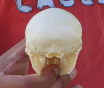 4" Juvenile African Vervet Monkey Skull - $95 (CITES P-000044854)
