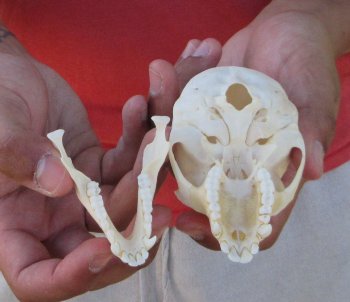 4" Juvenile African Vervet Monkey Skull - $95 (CITES P-000044854)