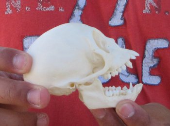 3-1/2" Juvenile African Vervet Monkey Skull - $95 (CITES P-000044854)