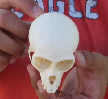 3-1/2" Juvenile African Vervet Monkey Skull - $95 (CITES P-000044854)