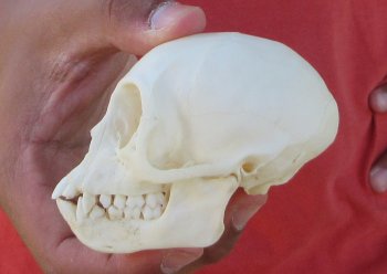 3-1/2" Juvenile African Vervet Monkey Skull - $95 (CITES P-000044854)