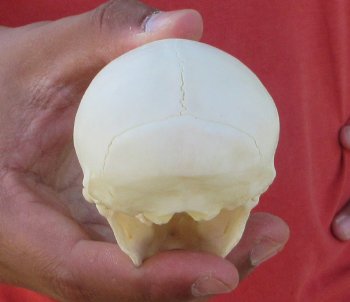 3-1/2" Juvenile African Vervet Monkey Skull - $95 (CITES P-000044854)