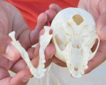 3-1/2" Juvenile African Vervet Monkey Skull - $95 (CITES P-000044854)
