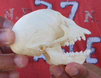 3-1/2" Juvenile African Vervet Monkey Skull - $95 (CITES P-000044854)