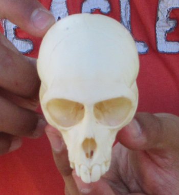 3-1/2" Juvenile African Vervet Monkey Skull - $95 (CITES P-000044854)
