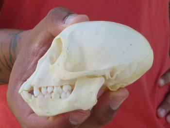 3-1/2" Juvenile African Vervet Monkey Skull - $95 (CITES P-000044854)
