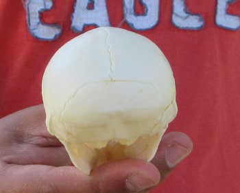 3-1/2" Juvenile African Vervet Monkey Skull - $95 (CITES P-000044854)