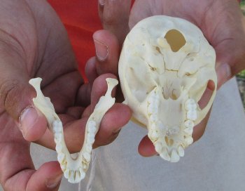 3-1/2" Juvenile African Vervet Monkey Skull - $95 (CITES P-000044854)