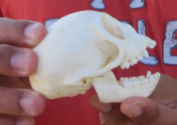 3-1/2" Juvenile African Vervet Monkey Skull - $95 (CITES P-000044854)