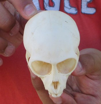 3-1/2" Juvenile African Vervet Monkey Skull - $95 (CITES P-000044854)