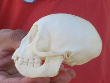3-1/2" Juvenile African Vervet Monkey Skull - $95 (CITES P-000044854)