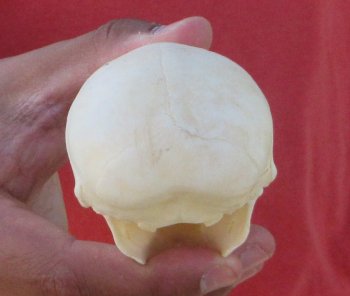 3-1/2" Juvenile African Vervet Monkey Skull - $95 (CITES P-000044854)