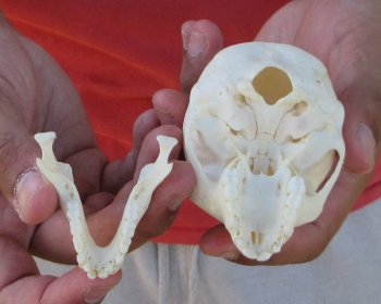 3-1/2" Juvenile African Vervet Monkey Skull - $95 (CITES P-000044854)