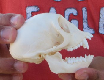 3-1/2" Juvenile African Vervet Monkey Skull - $95 (CITES P-000044854)