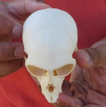 3-1/2" Juvenile African Vervet Monkey Skull - $95 (CITES P-000044854)