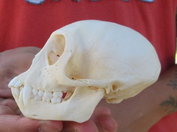 3-1/2" Juvenile African Vervet Monkey Skull - $95 (CITES P-000044854)