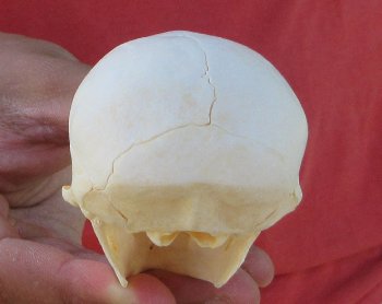 3-1/2" Juvenile African Vervet Monkey Skull - $95 (CITES P-000044854)