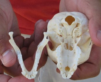 3-1/2" Juvenile African Vervet Monkey Skull - $95 (CITES P-000044854)