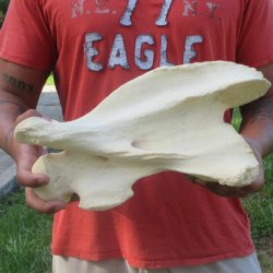 13" Giraffe Neck Vertebra Bone