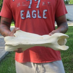 14" Giraffe Neck Vertebra Bone