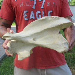 13" Giraffe Neck Vertebra Bone