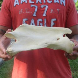 11-1/2" Giraffe Neck Vertebra Bone
