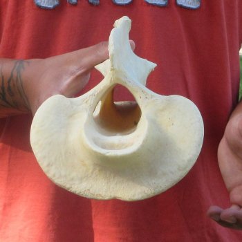 11-1/2" Giraffe Neck Vertebra Bone