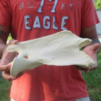 11-1/2" Giraffe Neck Vertebra Bone