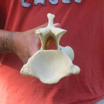 11-1/2" Giraffe Neck Vertebra Bone