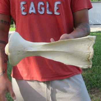 11-1/2" Giraffe Neck Vertebra Bone