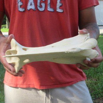 11-1/2" Giraffe Neck Vertebra Bone