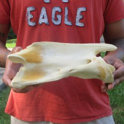 10-1/2" Giraffe Neck Vertebra Bone