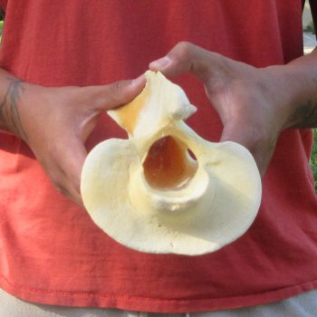 10-1/2" Giraffe Neck Vertebra Bone