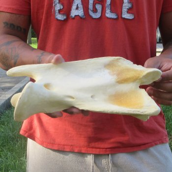 10-1/2" Giraffe Neck Vertebra Bone