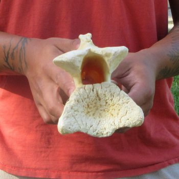 10-1/2" Giraffe Neck Vertebra Bone