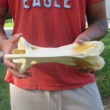 10-1/2" Giraffe Neck Vertebra Bone