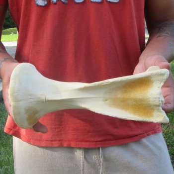 10-1/2" Giraffe Neck Vertebra Bone