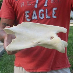 11-1/2" Giraffe Neck Vertebra Bone