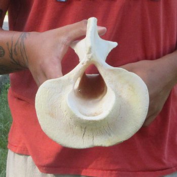11-1/2" Giraffe Neck Vertebra Bone