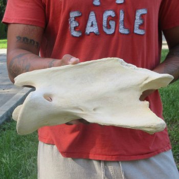 11-1/2" Giraffe Neck Vertebra Bone