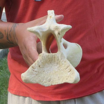 11-1/2" Giraffe Neck Vertebra Bone