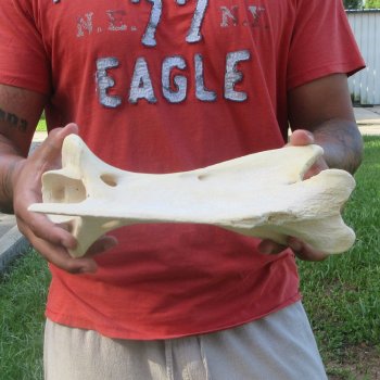 11-1/2" Giraffe Neck Vertebra Bone