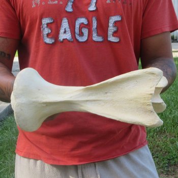 11-1/2" Giraffe Neck Vertebra Bone