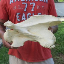 14-1/2" Giraffe Neck Vertebra Bone